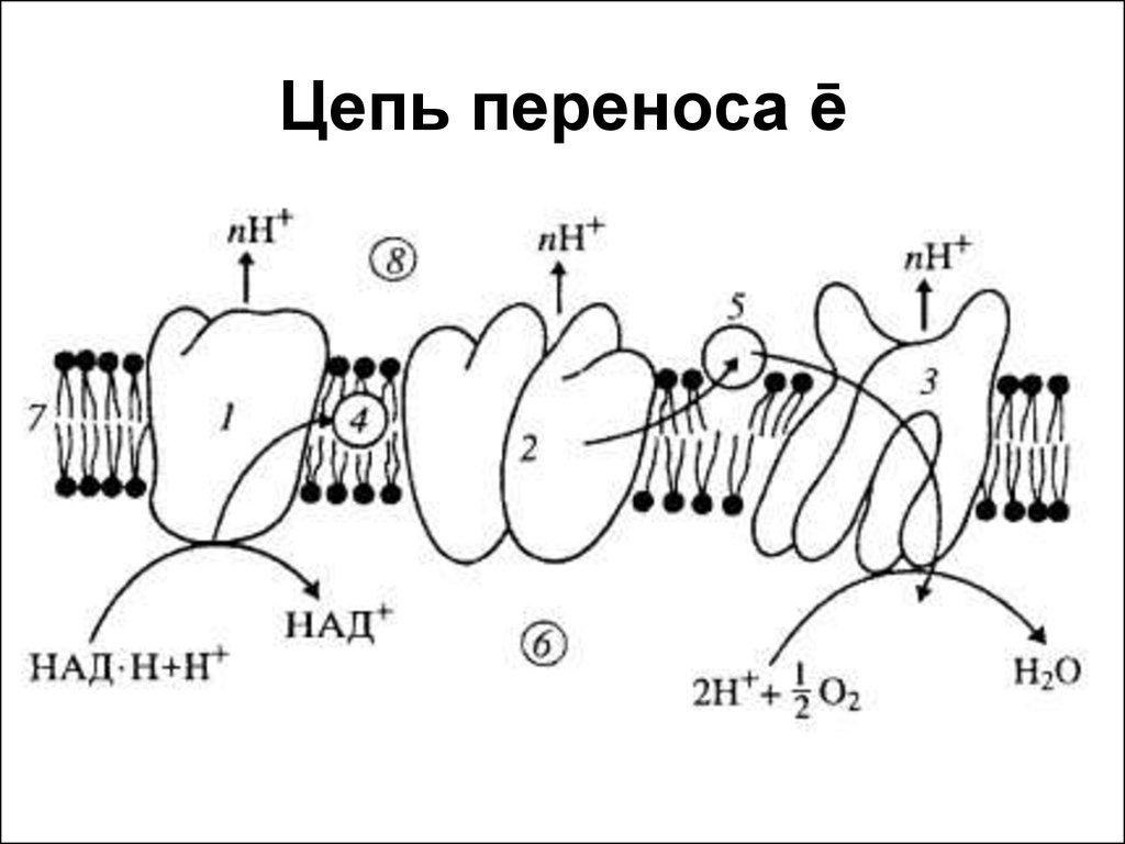 Цепь переноса электронов