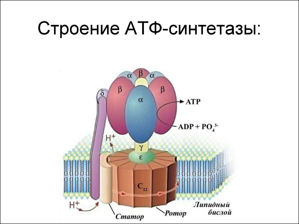 Фермент синтезирующий атф. Строение протонной АТФ синтетазы схема. Строение АТФ синтазного комплекса. Схема строения АТФ синтазы. АТФ синтетаза строение.