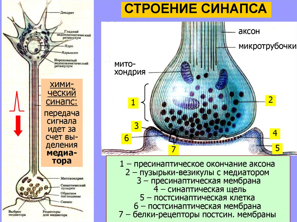 Аксосоматический синапс схема