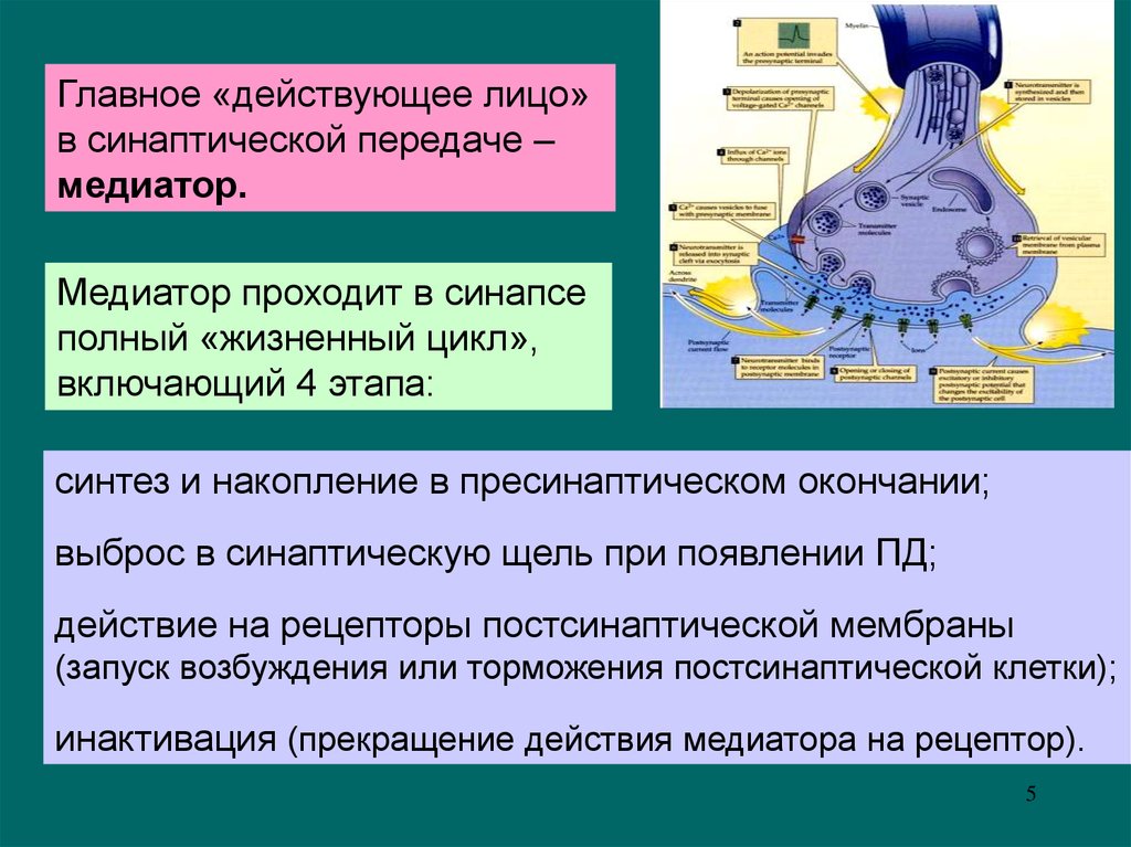 Как синапс влияет на конечный результат работы. Химический синапс Синтез медиатора. Механизмы инактивации медиатора в синаптической щели. Медиаторы и рецепторы постсинаптической мембраны. Медиатор на постсинаптической мембране.