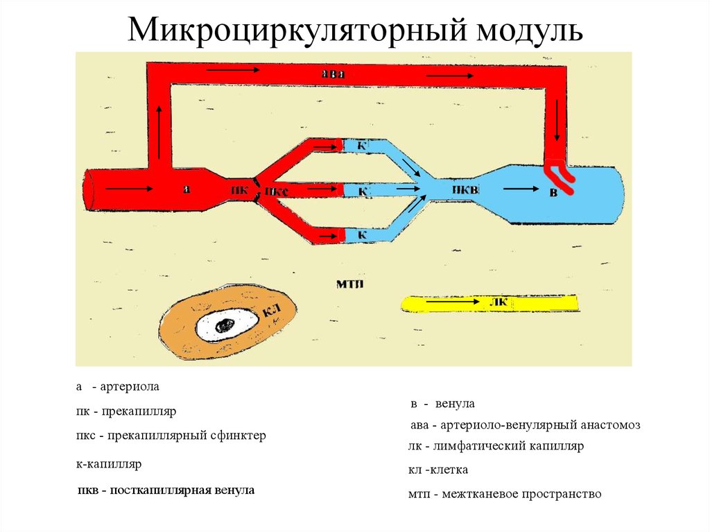 Микроциркуляторное русло презентация