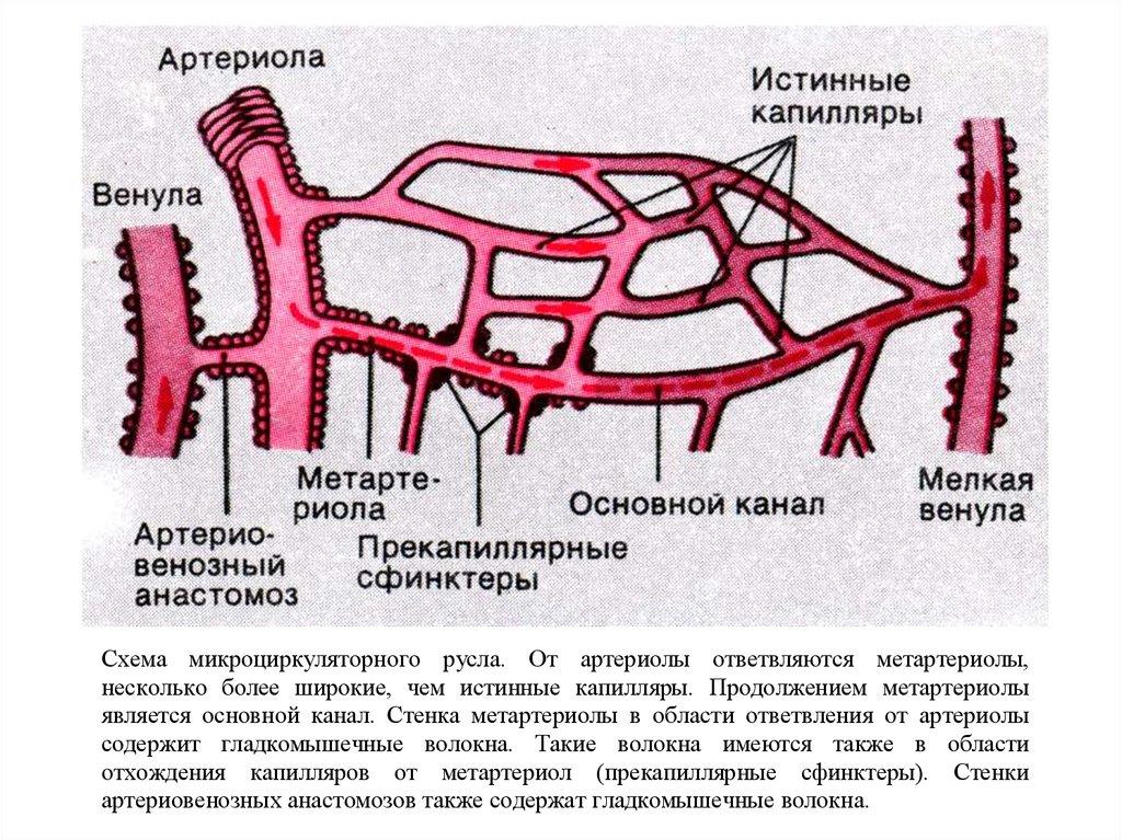 Микроциркуляторное русло схема