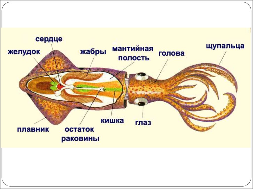 Головоногие голова. Строение головоногих моллюсков кальмара. Внутреннее строение кальмара. Внутренне строение кальмара. Внутренний хрящевой скелет головоногих.