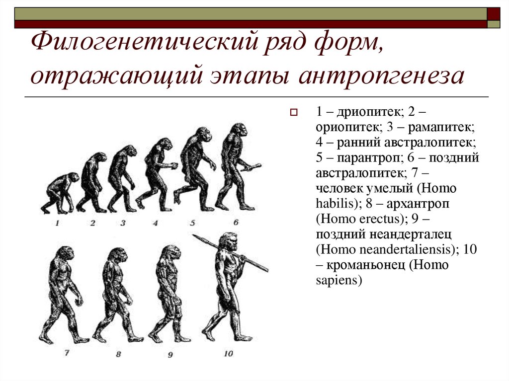 Эволюция человека тест 9 класс. Эволюция человека филогенетический ряд. Эволюционный ряд человека. Примеры развития человека. Филогенетические ряды примеры.