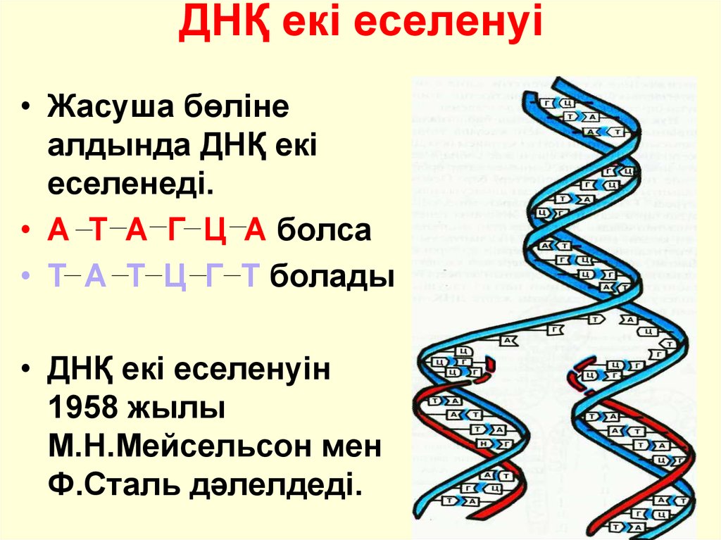 Днк 1 е. РНК дегеніміз не. Репликация ДНК Т А Ц Г. Процесс записывания ДНК. ДНК 1 ДНК 2.