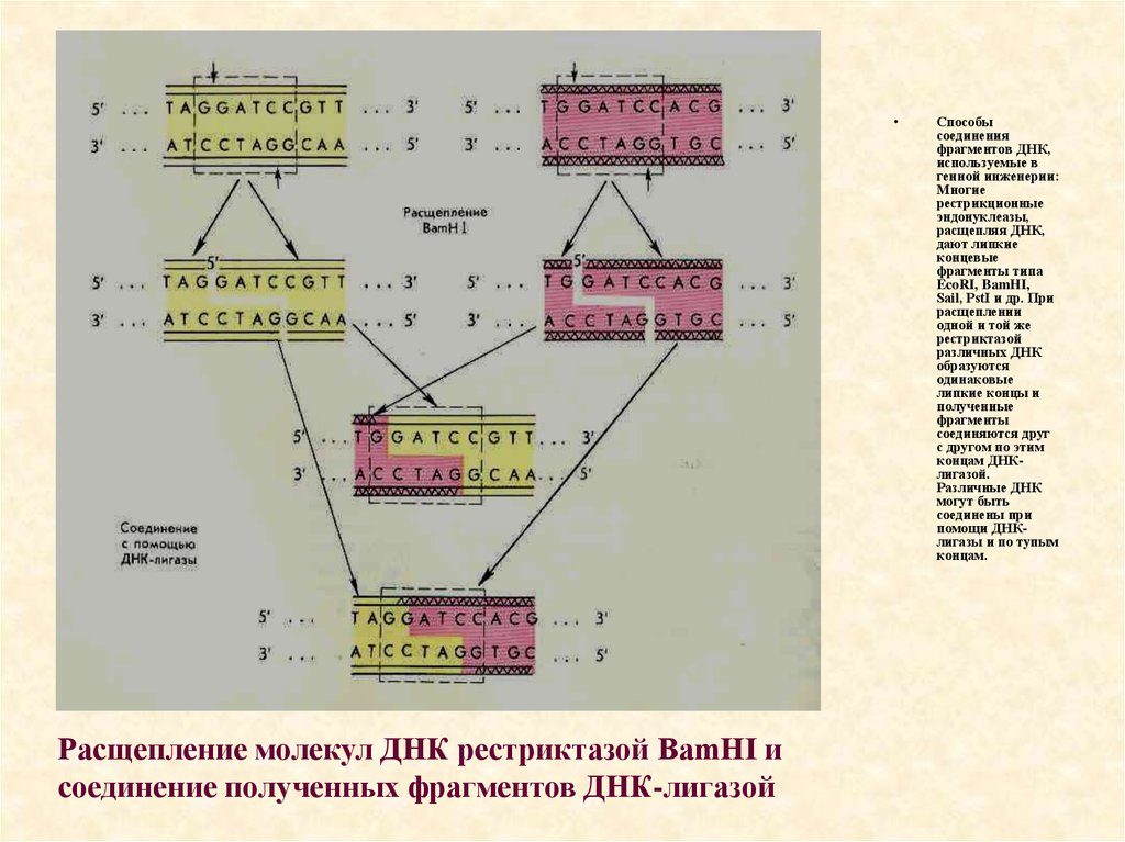 Метод разделения фрагментов днк. Расщепление молекулы ДНК. Расщепление ДНК С помощью рестриктаз. Последовательность получения фрагментов ДНК С помощью рестриктаз. Как определить длину фрагмента ДНК.