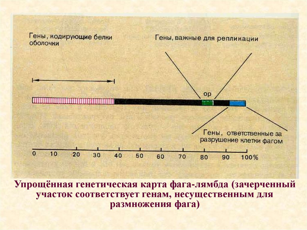 Ранние гены фага лямбда