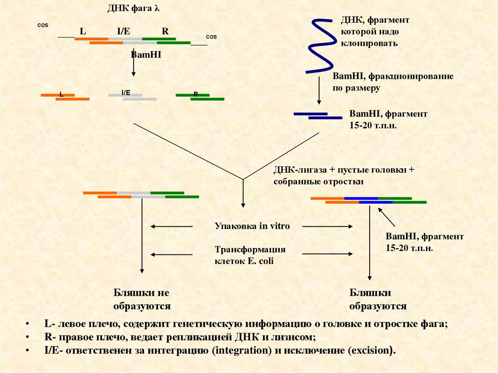 Рекомбинация днк схема