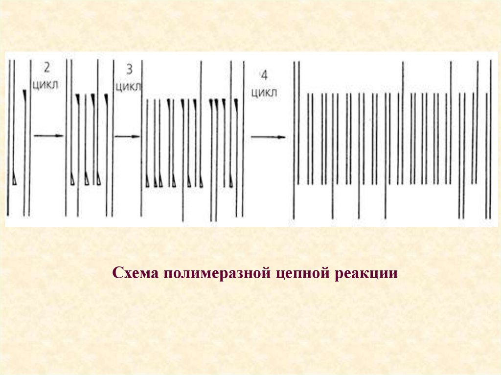 Полимеразной цепной реакции схема