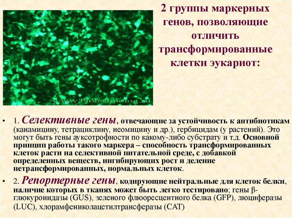 Обнаружены клетки трансформации