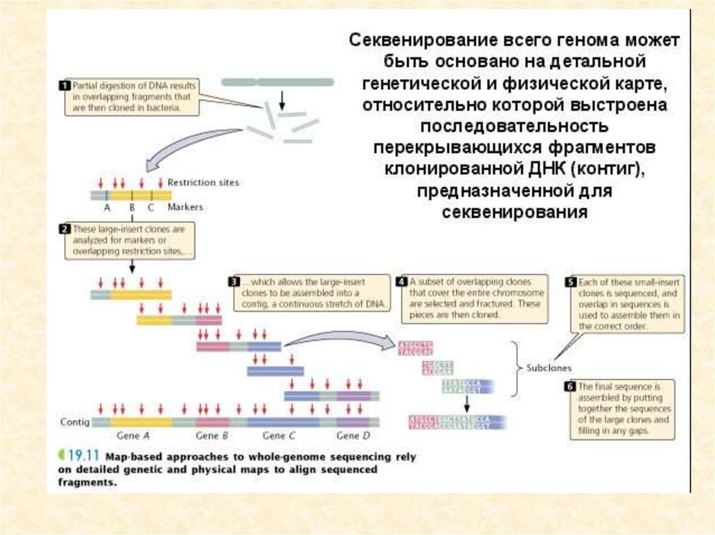 Секвенирование нуклеотидов. Секвенирование геномной ДНК. Этапы генетического анализа секвенирование. Метод секвенирования генома человека. Методы и технологии для секвенирования генома человека.