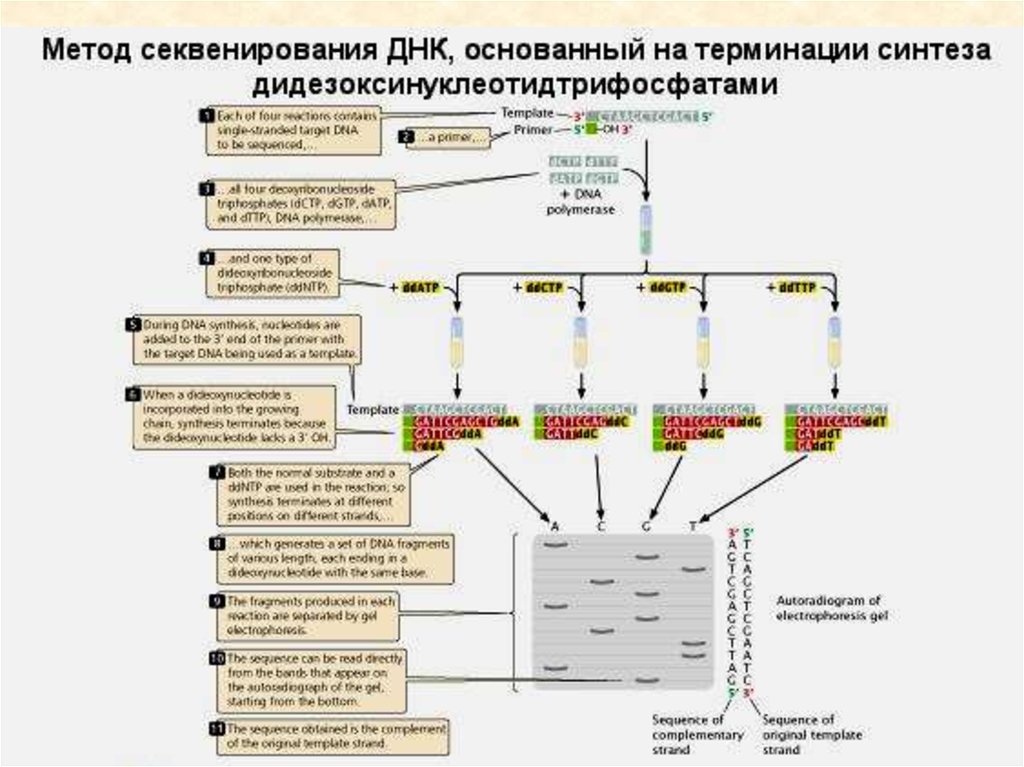 Секвенирование москва. Основные этапы метода секвенирования. Секвенирование метод исследования. Секвенирование ДНК этапы. Метод секвенирования ДНК.