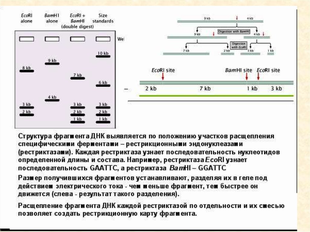 Что такое днк карта