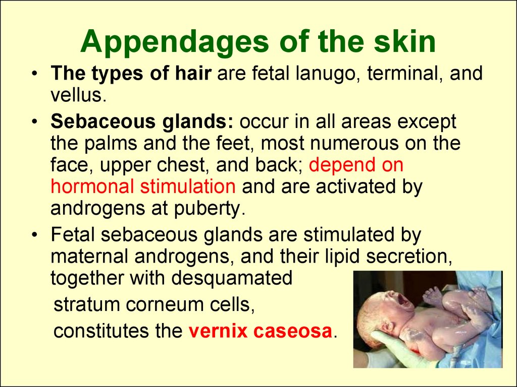 Functions of the skin - презентация онлайн