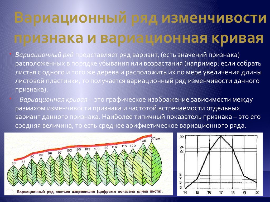 Лабораторная работа кривые. Вариационная кривая лаврового листа. Вариационная кривая биология. Вариационный ряд модификационной изменчивости. Построение вариационного ряда и вариационной Кривой.