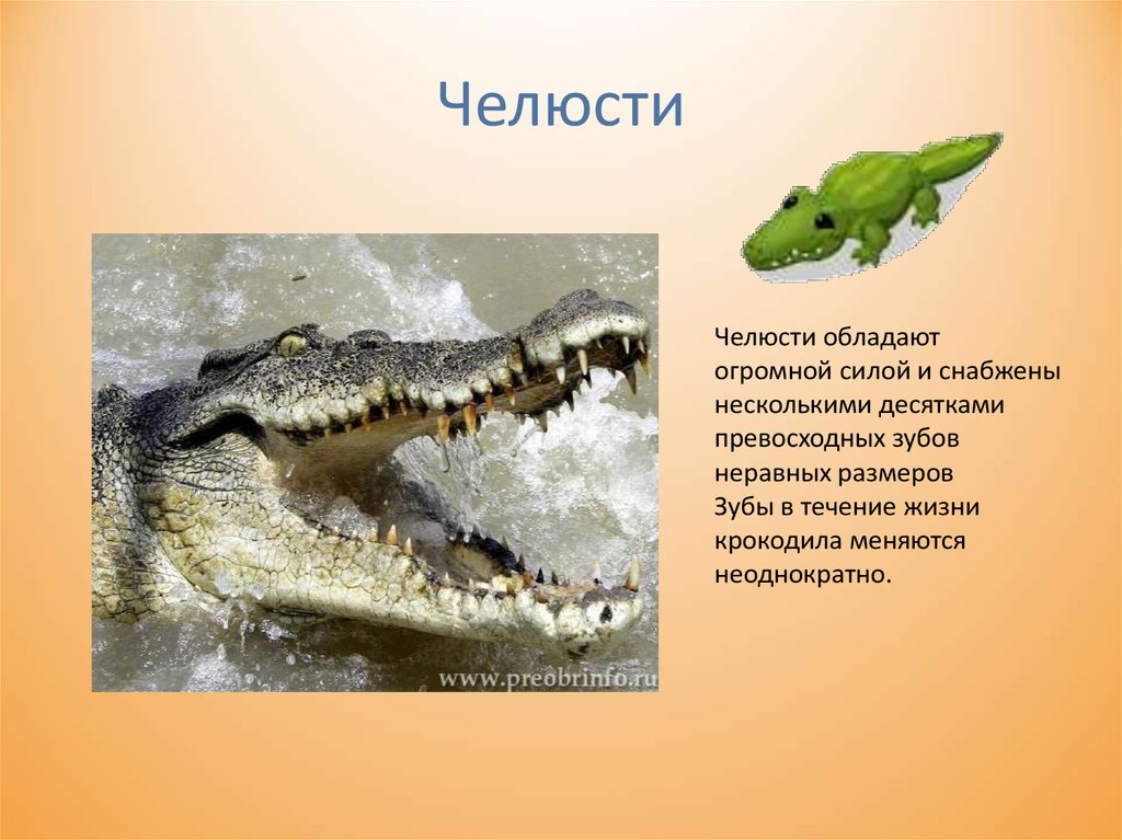 Рептилии 3 класс. Крокодилы презентация. Крокодил презентация для детей. Крокодил презентация для дошкольников. Презентация про крокодилов.