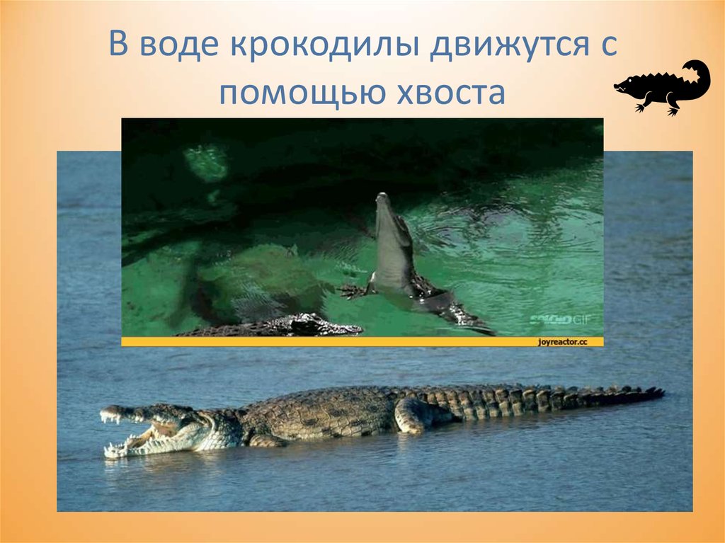 Значение крокодилов в жизни. Роль крокодилов в природе. Крокодилы значение в природе и жизни человека. Крокодил значение в природе.