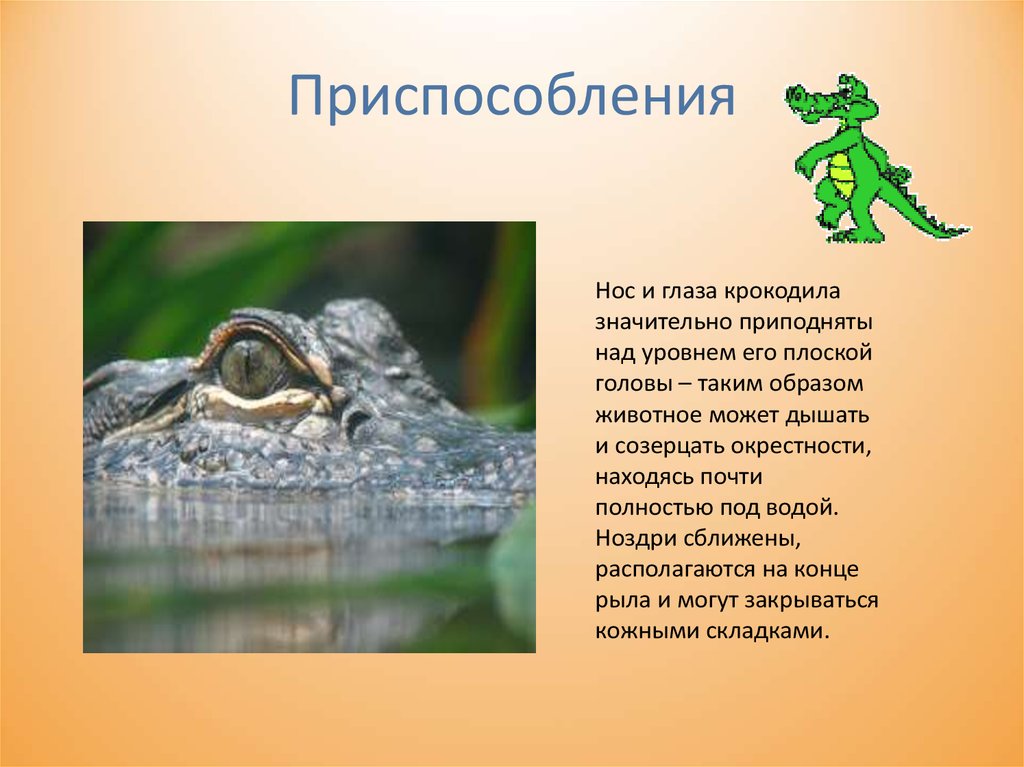 Приспособленность рептилий к жизни на суше. Приспособления пресмыкающихся. Крокодил приспособление к среде обитания. Крокодил приспособленность к среде. Приспособление крокодила к жизни в воде.