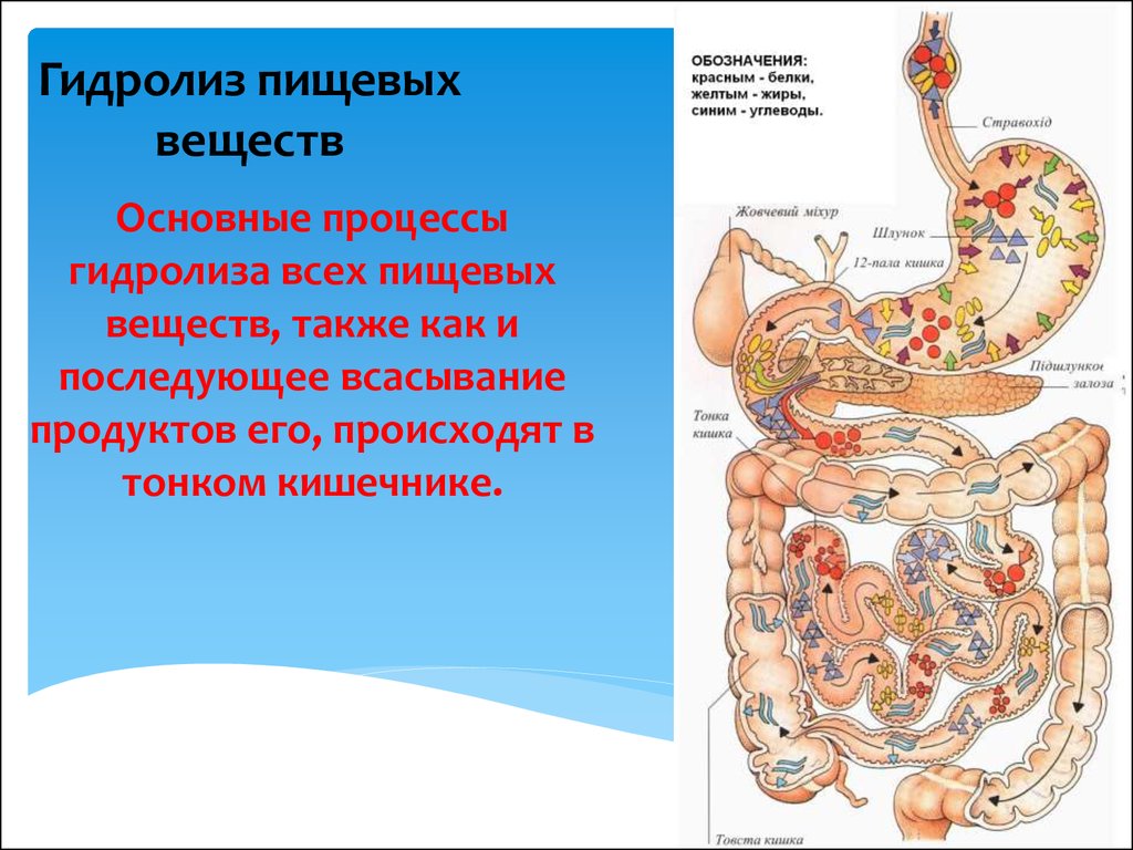 Всасывание пищи. Гидролиз пищевых веществ в тонком кишечнике. Гидролиз и всасывание веществ в тонкой кишке.. Всасывание продуктов пищеварения происходит в. Гидролиз в пищеварении.