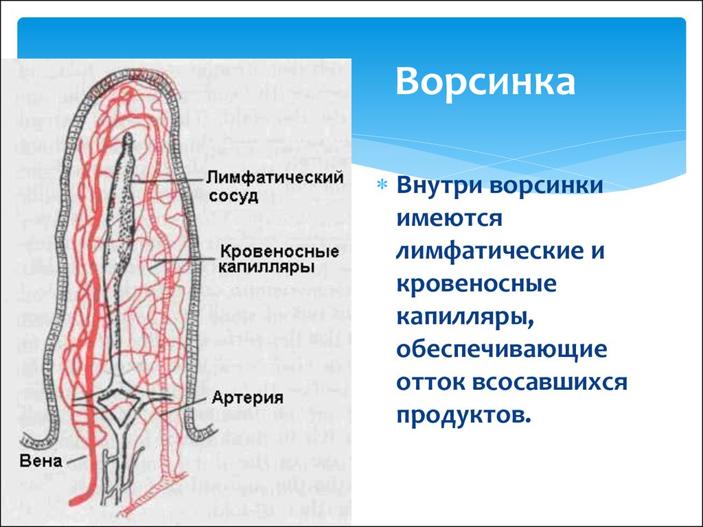 Кишечная ворсинка. Кишечная Ворсинка схема. Ворсинка кишечника схема. Кровоснабжение ворсинки. Ворсинки и микроворсинки.