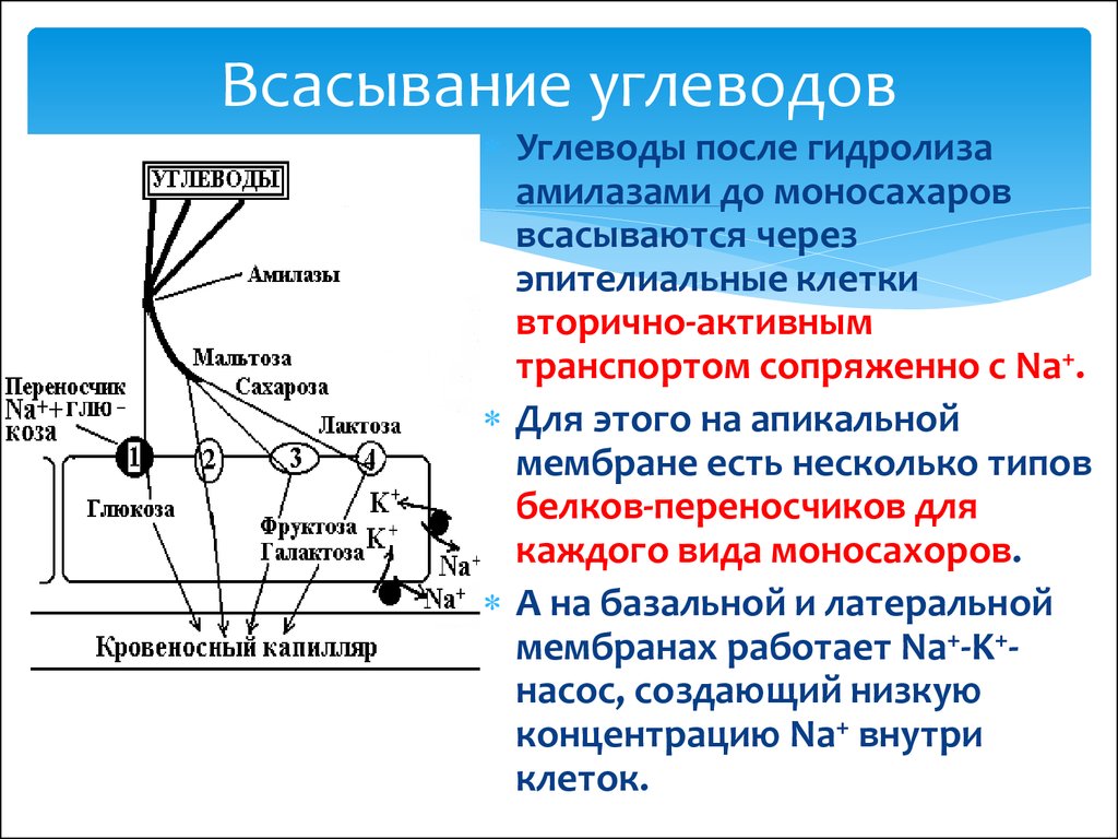 Схема переваривания углеводов в жкт биохимия