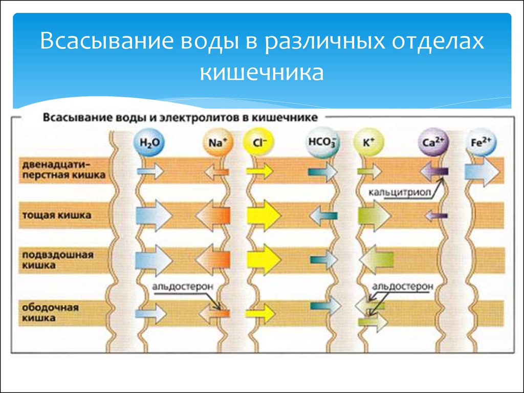 В тонкой кишке происходит всасывание воды