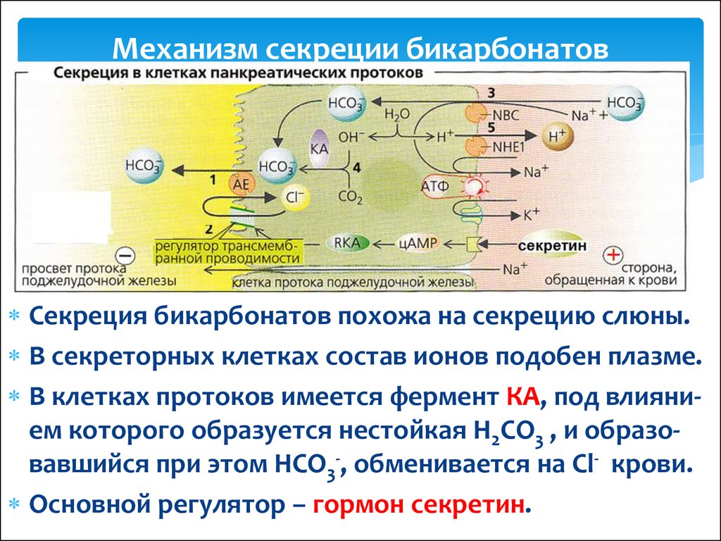 Секреция это. Молекулярно-клеточные механизмы секреции бикарбонатов. Механизм секреции бикарбонатов. Механизм секреции бикарбонатов в поджелудочной железе. Клеточный механизм секреции слюны.