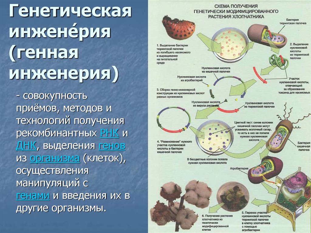 Генная инженерия схема