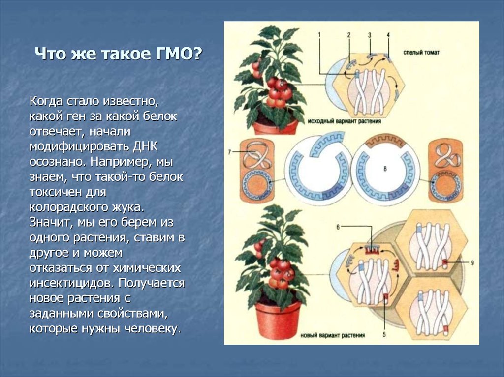 Что же такое ГМО?