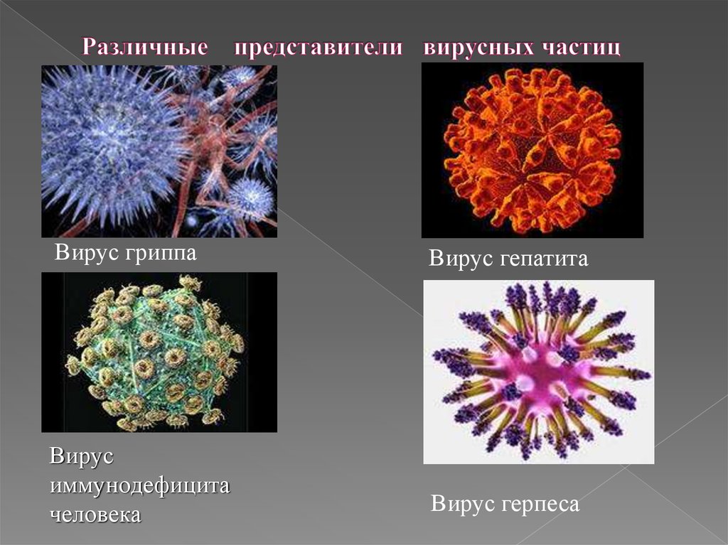 Представители вирусов биология