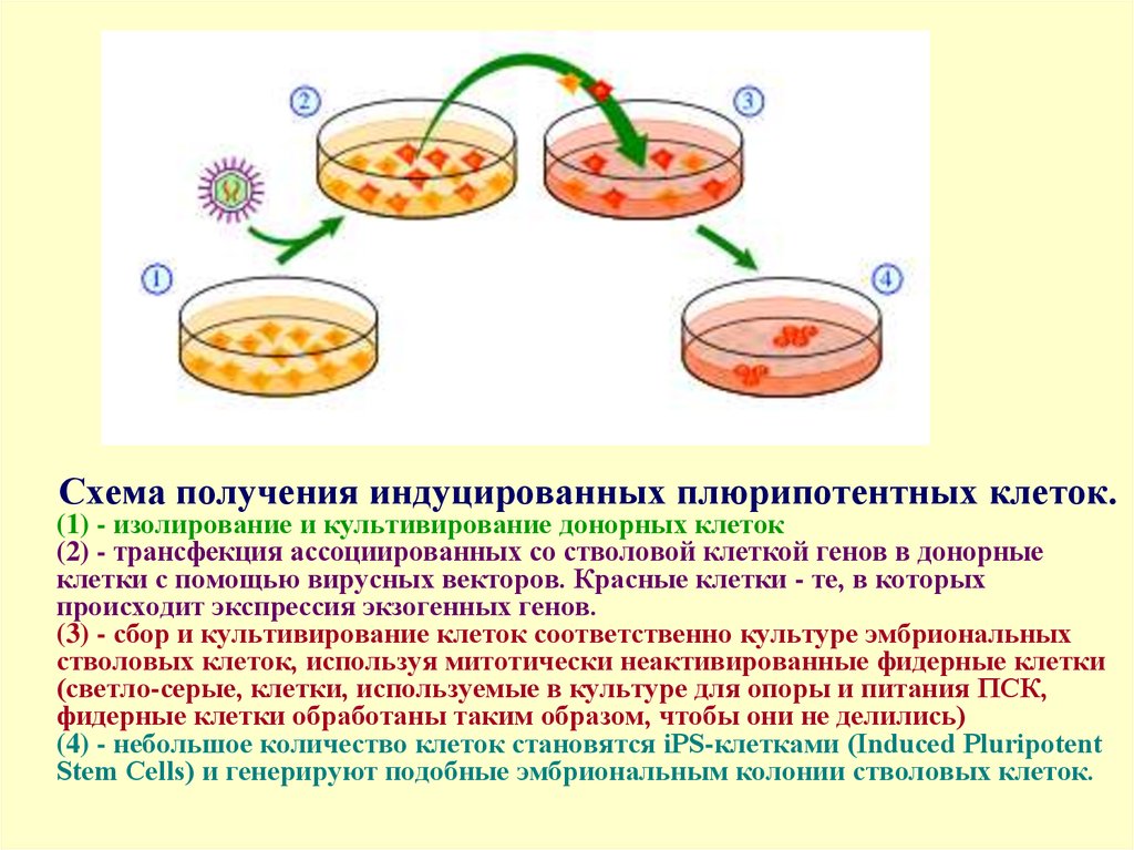 Эмбриональные стволовые клетки