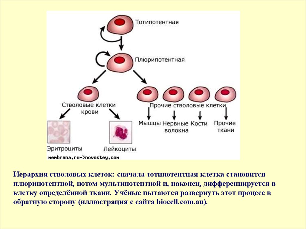 Стволовые клетки гистология презентация