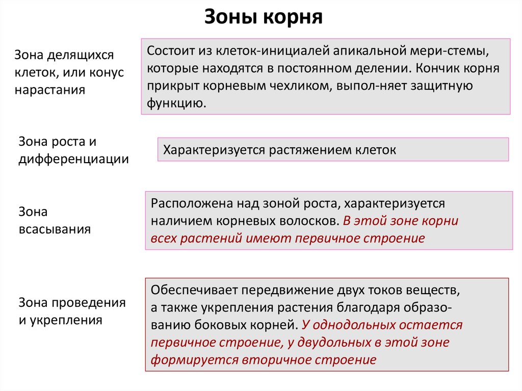 Клетки зоны делятся