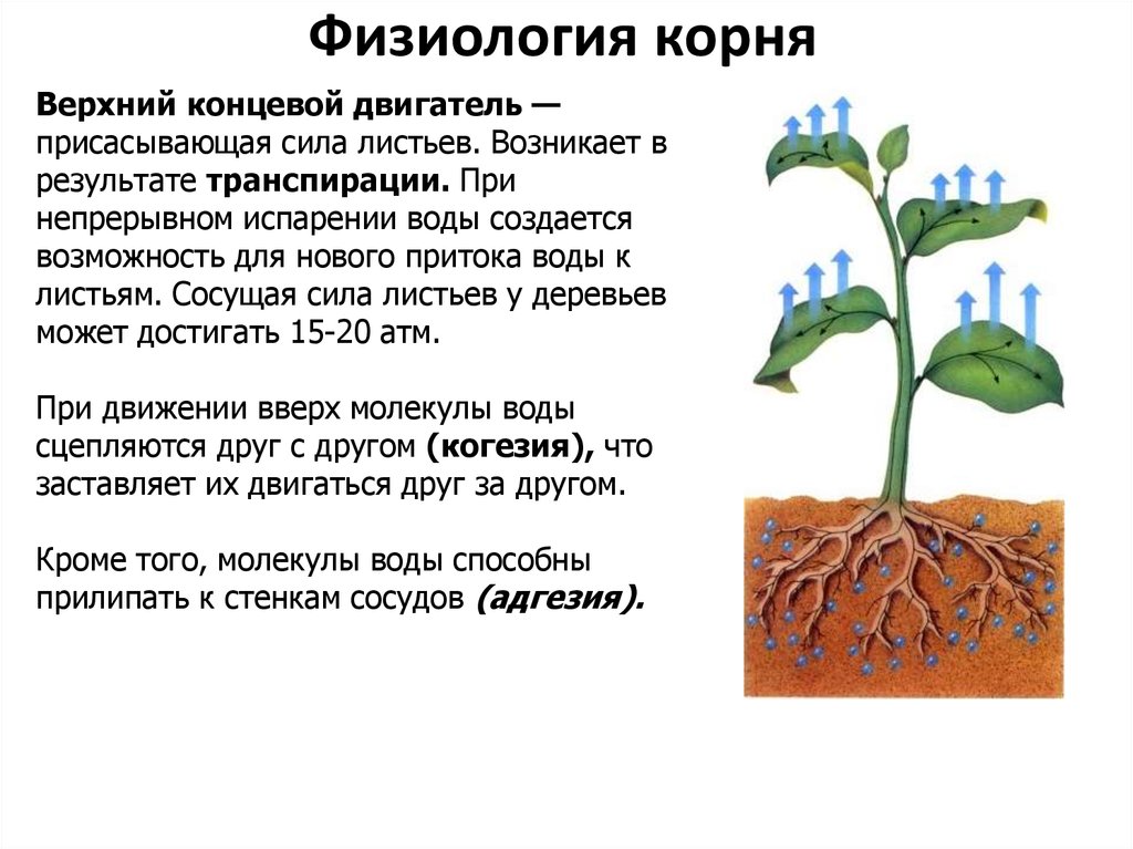 Лист обеспечивает корень. Транспирация физиология растений. Корень вегетативный орган растения. Вегетативные органы растений презентация. Транспирации в жизни растений.