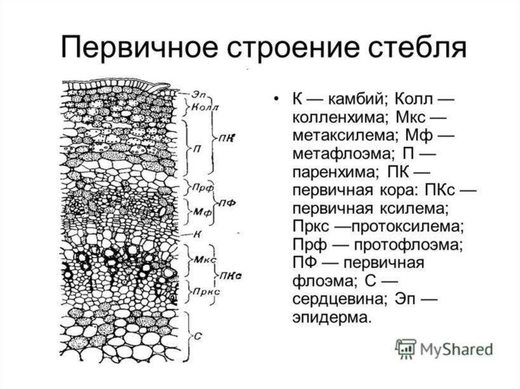 Строение стебля растения. Первичное Анатомическое строение стебля. Первичная структура стебля. Первичная флоэма стебля. Анатомия стебля первичное строение.