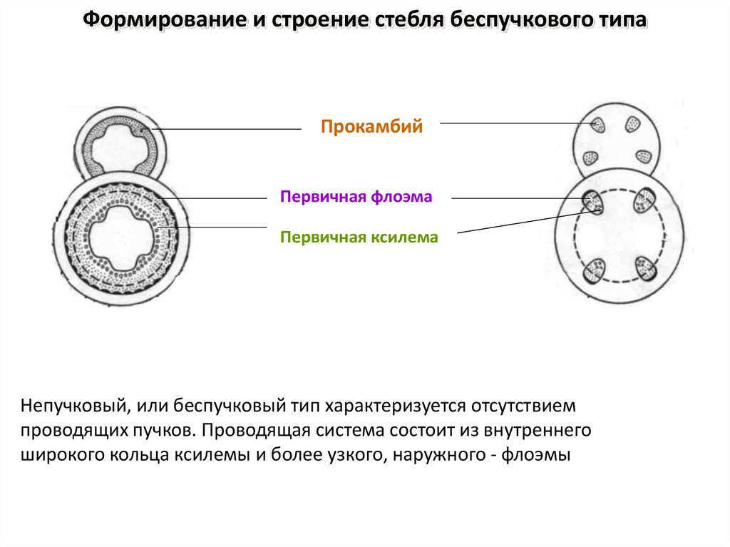 Проводящая система стебля. Пучковый и непучковый Тип строения стебля. Прокамбий строение. Формирование первичной структуры стебля.. Анатомия строения травянистого стебля непучковое строение.