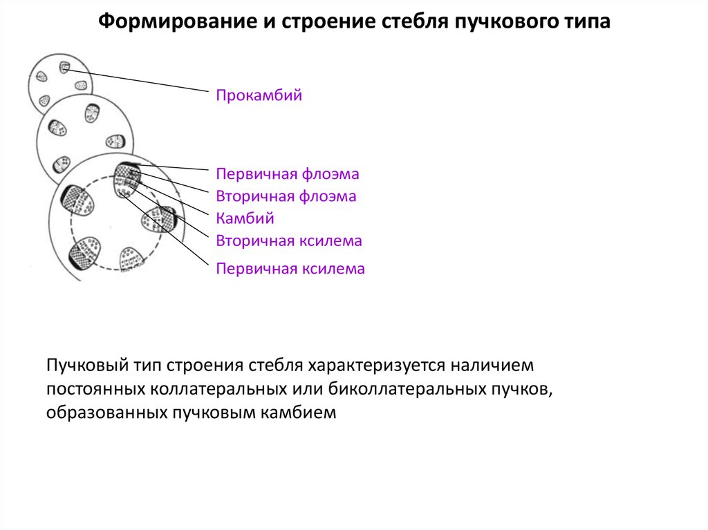 Типы строения стеблей. Прокамбий. Пучковое соединение. Артростеле Equisetum строение типов полостей. Камбий и прокамбий.