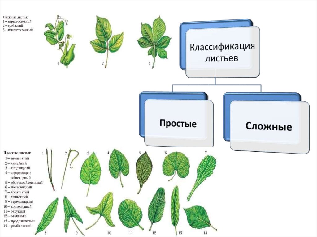 Эволюция вегетативных. Классификация листа. Классификация листьев. Органы растений. Листья классификация простые и сложные.