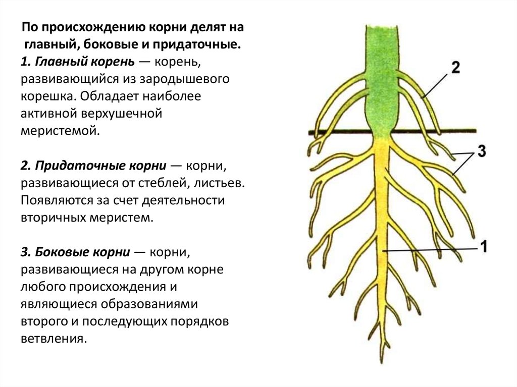 Придаточными называются корни. Главный корень боковой корень придаточный корень. Придаточные корни и боковые корни. Придаточные боковые и главный корень. Боковой корень у корня.