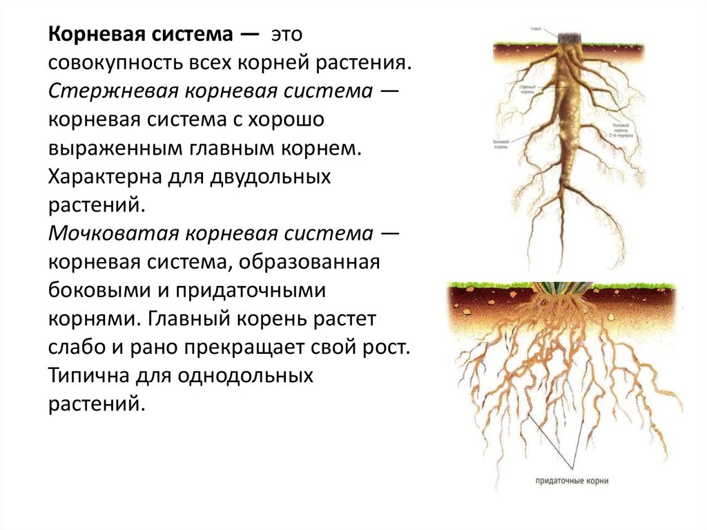 Растущий боковой корень. Корневая система лиственницы схема. Корневые системы растений. Корневая система травы. Корневая система цветка.