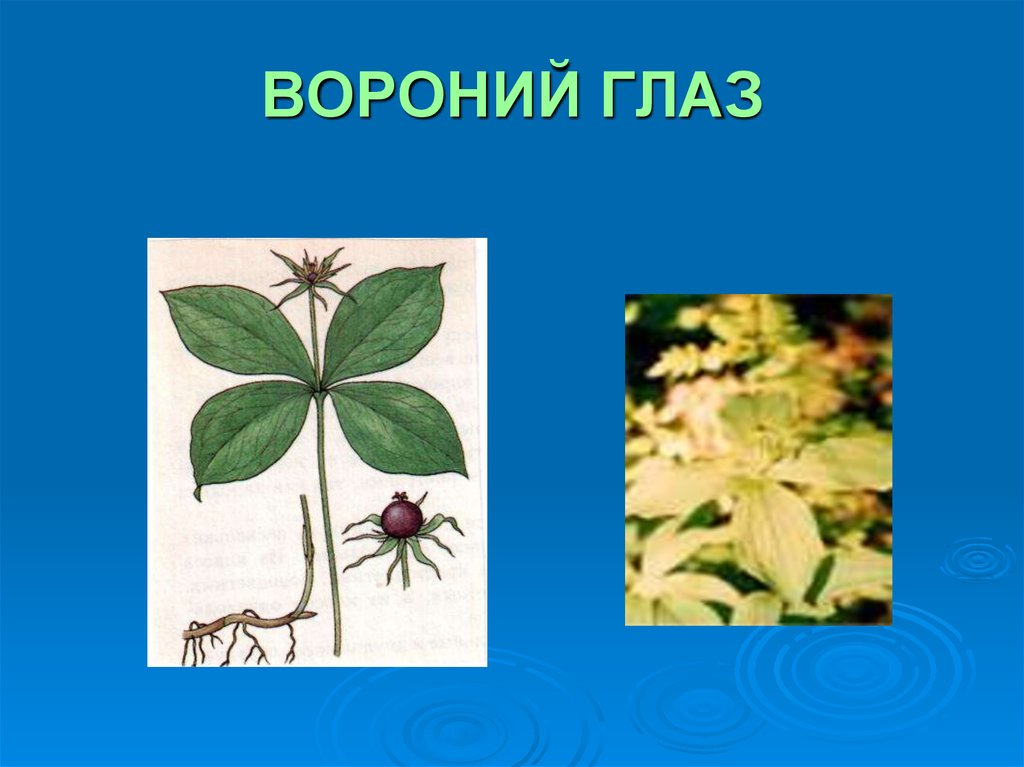 Какие признаки можно обнаружить используя приведенный рисунок вороньего глаза