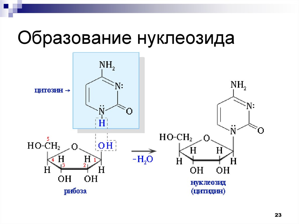 Схема образования уридина