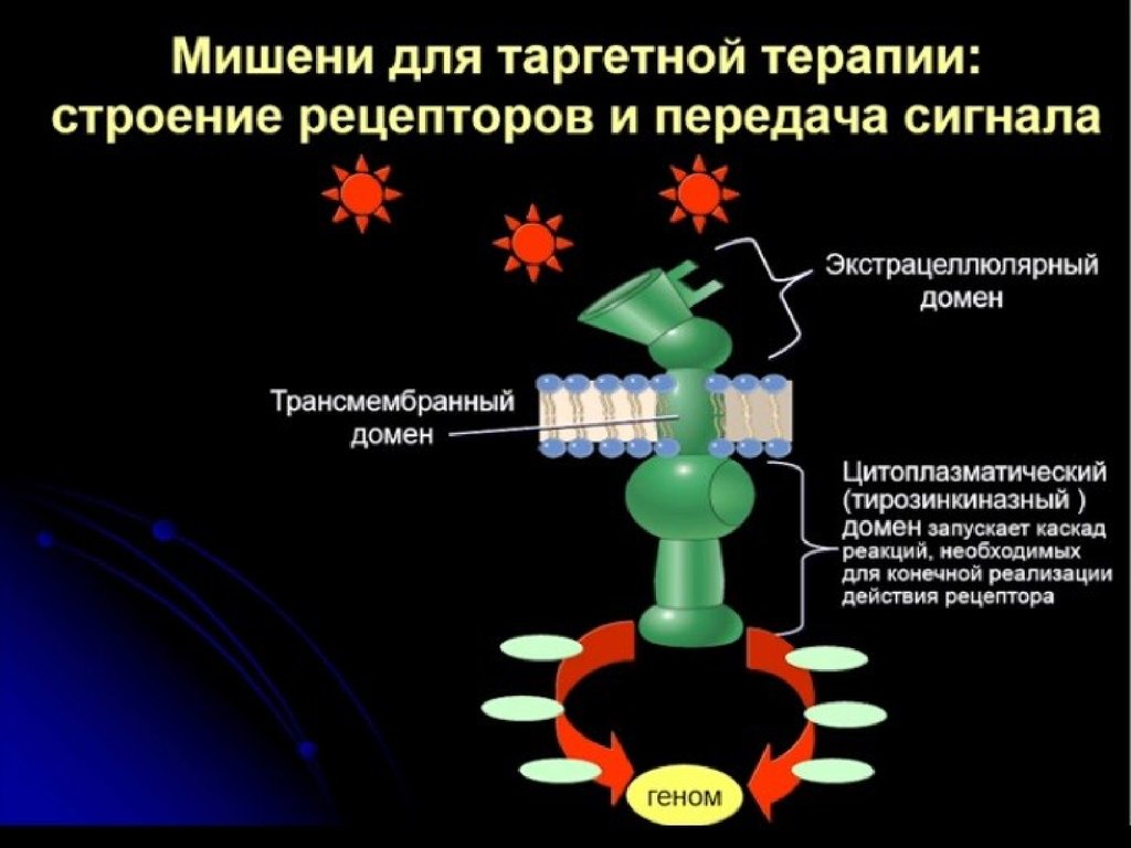 Таргетная терапия в онкологии. Таргетная терапия. Механизм таргетной терапии. Мишени таргетной терапии.