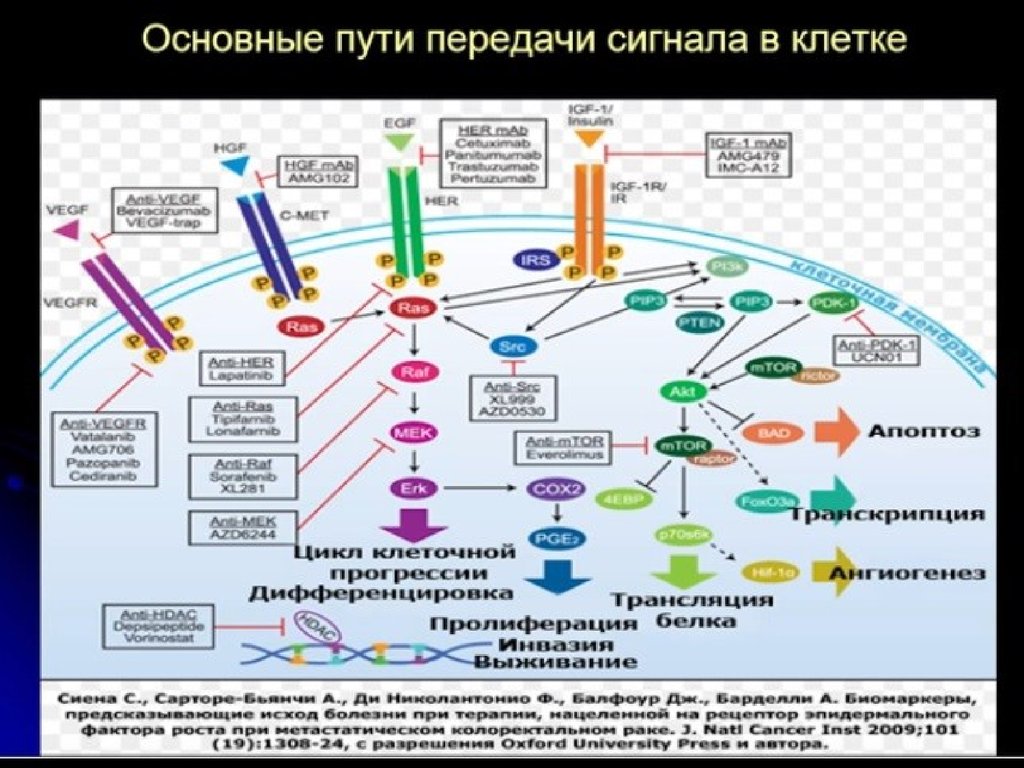 Общий путь. Пути передачи сигналов в КЩЕТКУ. Пути передачи сигнала в клетке. Основные пути передачи сигнала в клетке. Передача сигнала в клетку.