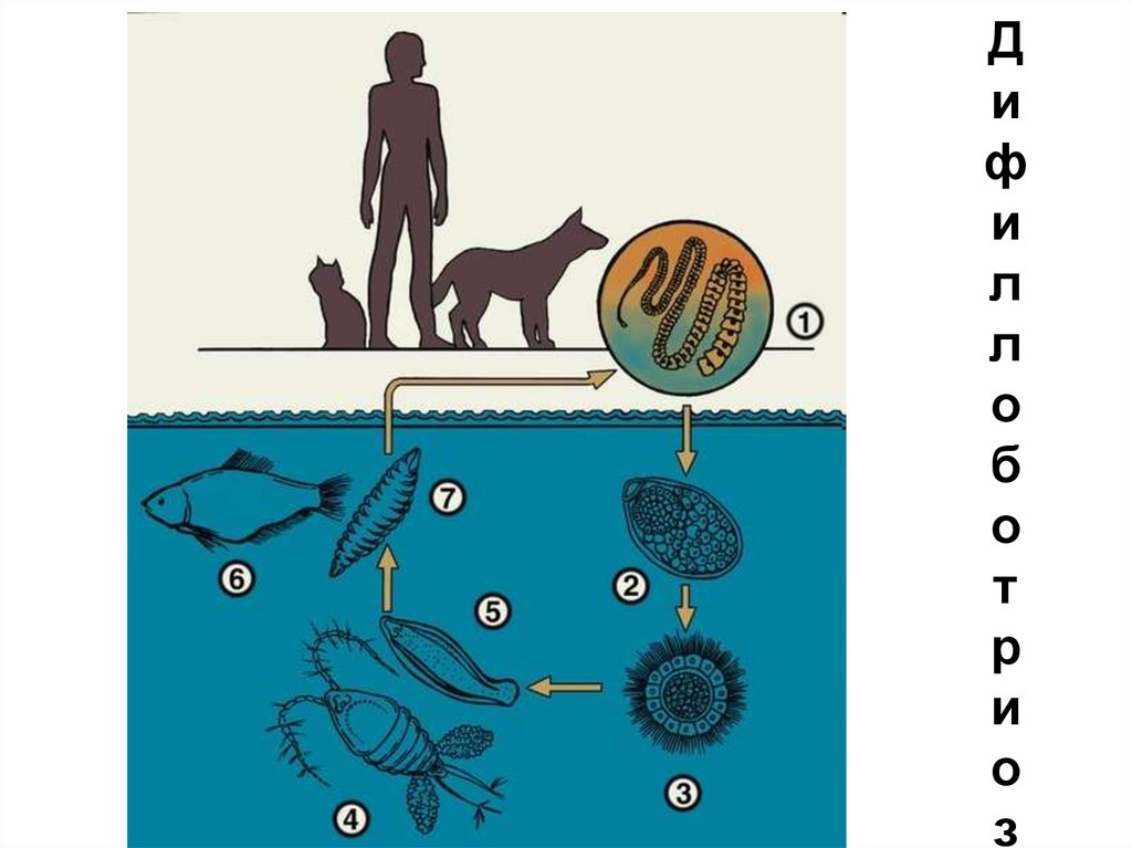Каким образом попадают окружающую среду яйца глистов. Цикл развития широкого лентеца схема. Жизненный цикл широкого лентеца схема. Цикл развития Diphyllobothrium latum. Широкий лентец жизненный цикл схема.