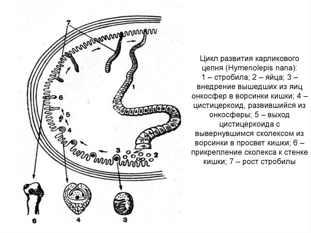 Онкосфера в кишечнике