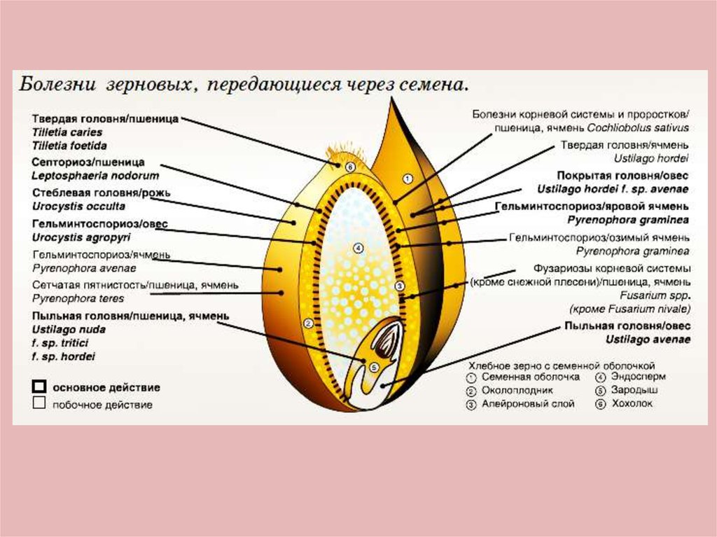 Зерновое устройство