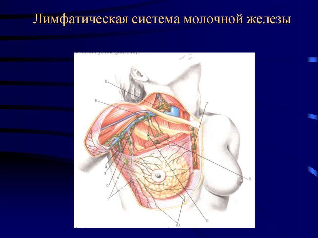 Лимфоотток молочной. Лимфатическая система грудной железы. Лимфоотток молочной железы топографическая анатомия. Молочная железа регионарные лимфатические узлы. Квадранты молочной железы лимфоотток.