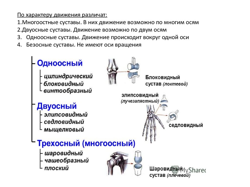 Какие есть суставы. Классификация суставов по количеству суставных поверхностей. Классификация суставов (по числу, по форме суставных поверхностей).. Классификация суставов таблица по анатомии с примерами. Классификация суставов одноосный двуосный многоосный.
