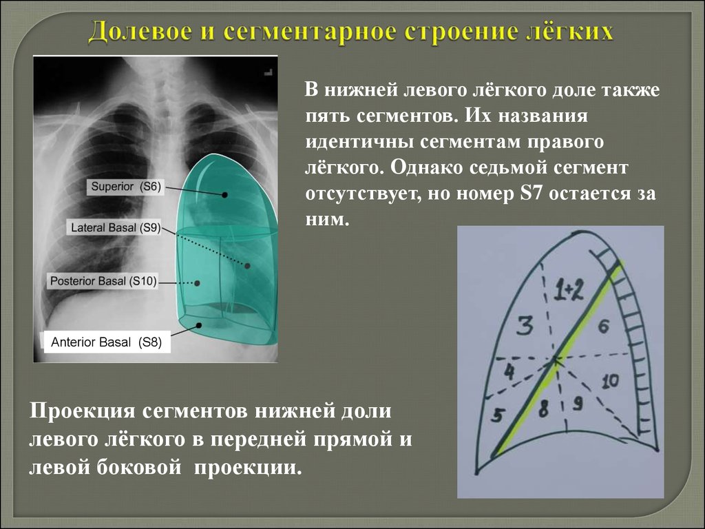 Правое легкое. Долевое и сегментарное строение лёгких. Долевое строение легких. Нижняя доля правого легкого. Доли и сегменты левого легкого.